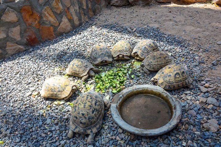 Hurghada Grand Aquarium Eintrittskarte mit Transfer 5